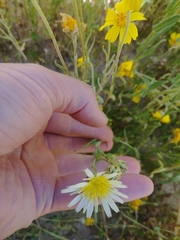 Malacothrix coulteri