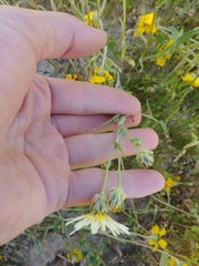 Malacothrix coulteri