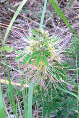 Calliandra biflora