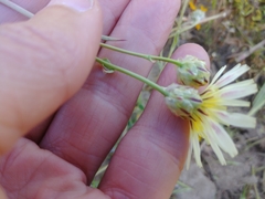 Malacothrix coulteri