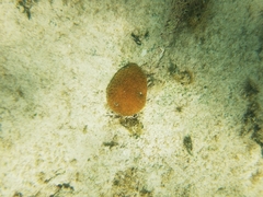 Dichocoenia stokesii