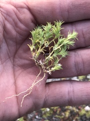 Loeflingia squarrosa