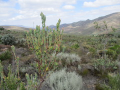 Leucadendron discolor