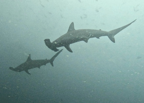 Scalloped hammerhead