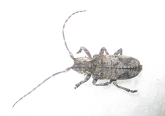 Hecyromorpha plagicollis