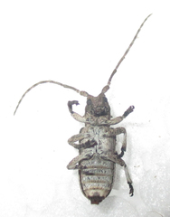 Hecyromorpha plagicollis