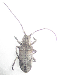 Hecyromorpha plagicollis