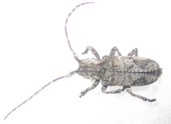 Hecyromorpha plagicollis
