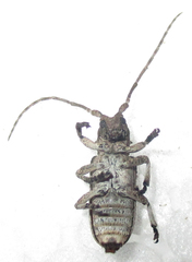 Hecyromorpha plagicollis
