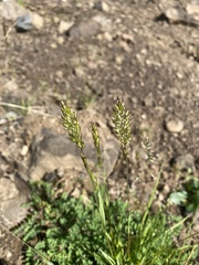 Trisetum litorale (Trisetum litorale)