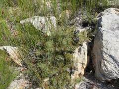 Serruria gremialis