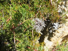 Serruria gremialis