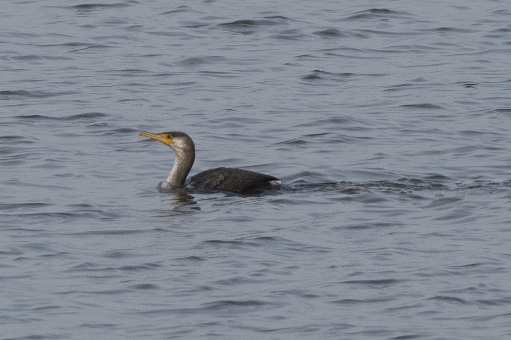 Japanese Cormorant from 中国浙江省舟山市定海区 on December 3, 2023 at 03:40 PM by ...