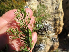 Serruria gremialis