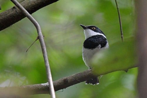 iNaturalist image