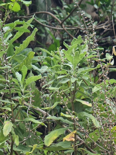Image of Teucrium betonicum by (c) Vítor Jorge, some rights reserved (CC BY)