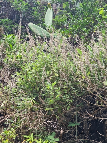 Image of Teucrium betonicum by (c) Vítor Jorge, some rights reserved (CC BY)