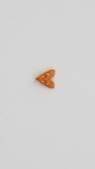 Asota orbona