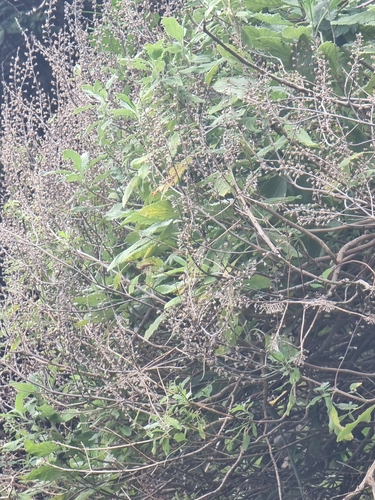 Image of Teucrium betonicum by (c) Vítor Jorge, some rights reserved (CC BY)