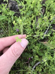 Ranunculus hebecarpus