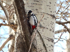 Dendrocopos major