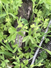 Ranunculus hebecarpus