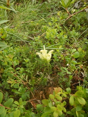 Pedicularis capitata