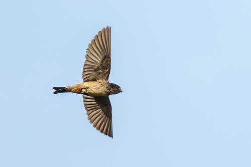 iNaturalist image