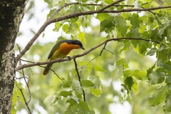 Black-Fronted Bushshrike photo 3
