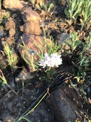 Allium haematochiton