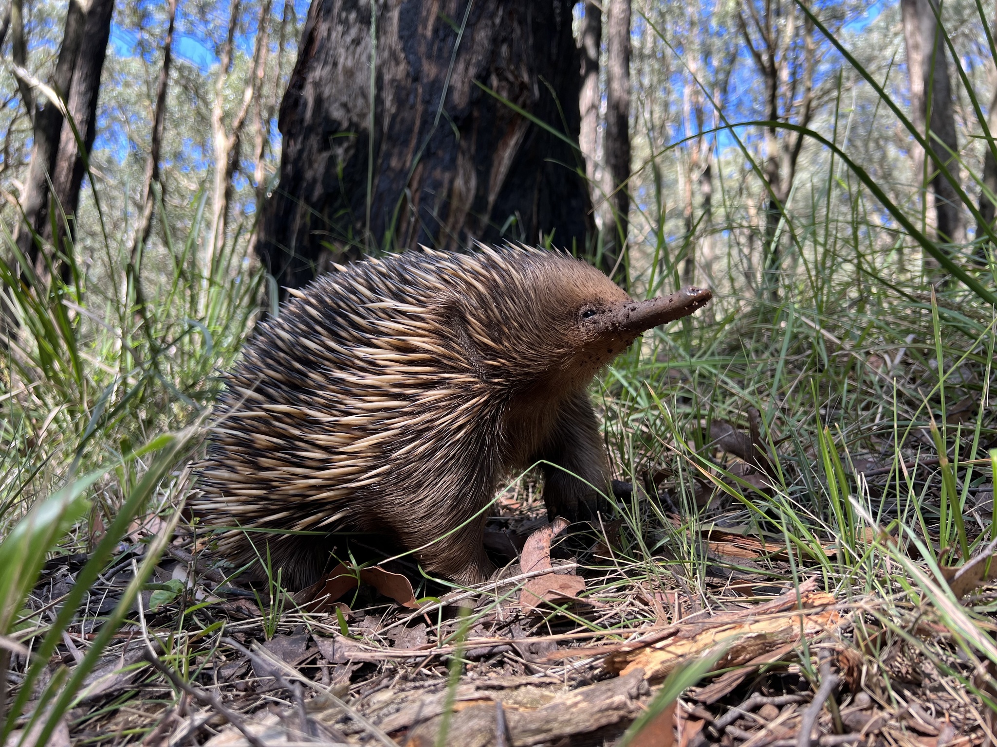Short-beaked Echidna (Tachyglossus aculeatus) · iNaturalist Canada