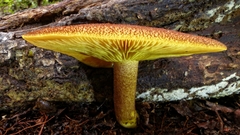 Tricholomopsis scabra