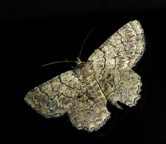 Hypodoxa emiliaria