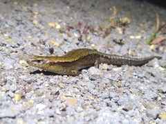 Lord Howe and Norfolk Islands Skink photo 2