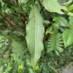 Itea parviflora