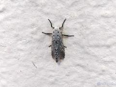 Polyphagozerra coffeae