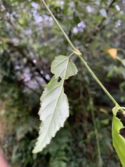 Rubus swinhoei