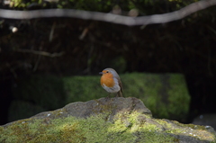 Erithacus rubecula
