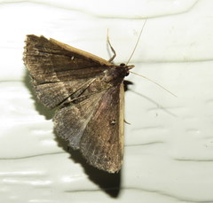 Adrapsa ablualis