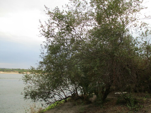 Image of Searsia quartiniana by no rights reserved
