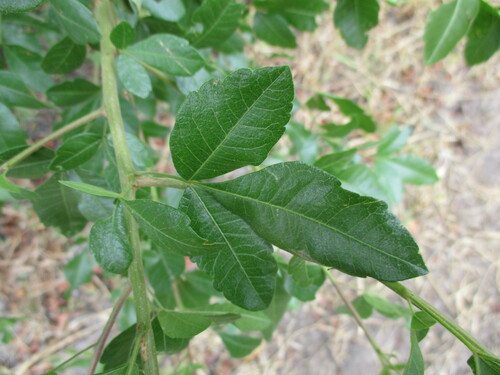 Image of Searsia quartiniana by no rights reserved