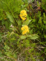 Solidago cuprea