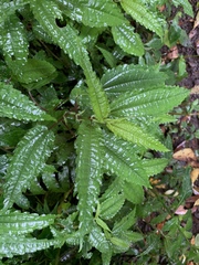 Pilea angulata petiolaris