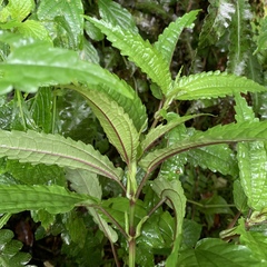 Pilea angulata petiolaris
