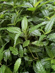 Pilea angulata petiolaris