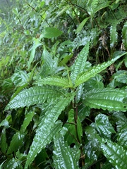 Pilea angulata petiolaris