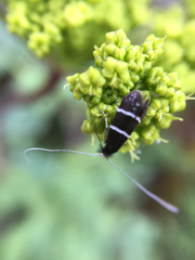 Adela septentrionella