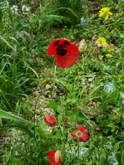 Papaver carmeli