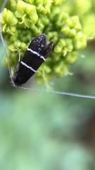 Adela septentrionella