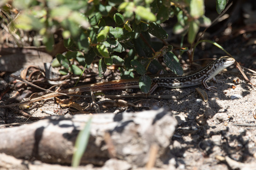 Spotted Ctenotus, Ctenotus uber